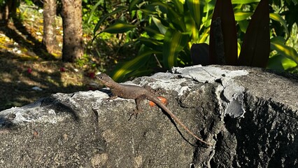 Lagartixa em parede urbana tropical   Gecko lizard on tropical urban wall © Roberta