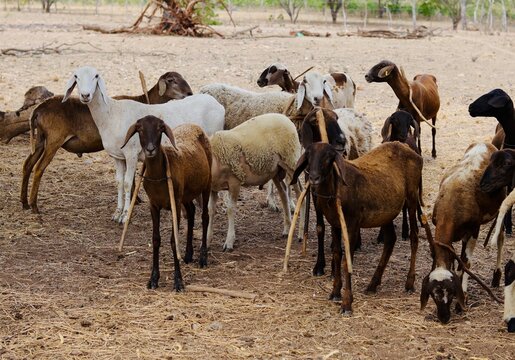Vacas, cabras e ovelhas no sert&atilde;o da Bahia 