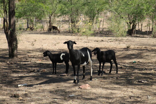 Vacas, cabras e ovelhas no sert&atilde;o da Bahia 