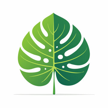 Monstera Leaf Illustration