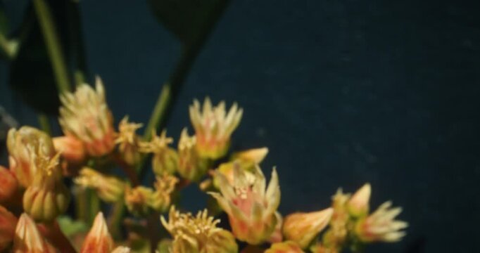 Shadows of bees flying over beautiful spring flowers in slow motion
