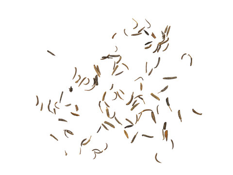 Scattered Shah i cumin seeds on a On Transparent Background, minimalist overhead flat lay with copy space for cooking, spice, and food concept.