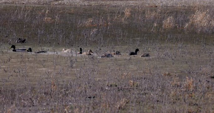 Flock of wild ducks swimming in shallow wetland water with dry reeds in natural marsh landscape