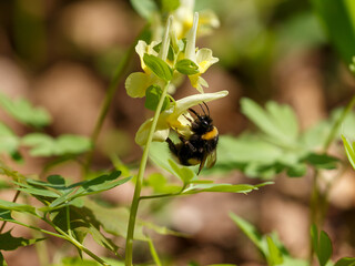 Bumblebee collects nectar on yellow corydalis flowers in spring © Flower_Garden