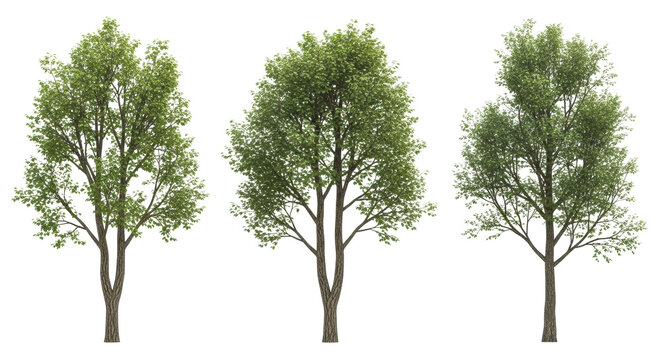 Four individual deciduous trees with sturdy brown trunks, vibrant green foliage, and unique branching patterns, isolated on a pristine transparent studio background with high-key lighting for
