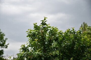 Fototapeta premium Dramatic storm clouds with heavy rain falling over a lush green agricultural soybean