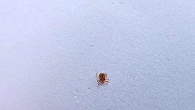 Extreme close up of a small, brown tick, a dangerous parasite,known vector for spreading lyme disease,  slowly crawling. The insect is isolated on a white textured background