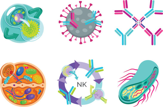 Immune System Mechanisms and Cellular Defense Diagram Set Illustrating Phagocytosis Antibody Neutralization Cytotoxic T Cells Natural Killer Cells and Bacterial Destruction Vectors