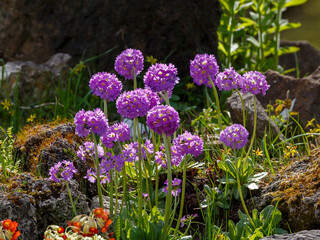 Obraz premium Primrose, also known as small -toothed primrose ( Latin- Prímula denticulata ), is a perennial herbaceous plant of the genus Primrose
