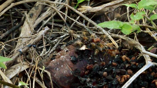 Insects Swarming And Feeding On Disposed Sweet Fruits
