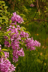 Obraz premium Vertical composition of blooming lilac branches with purple flowers and soft natural background