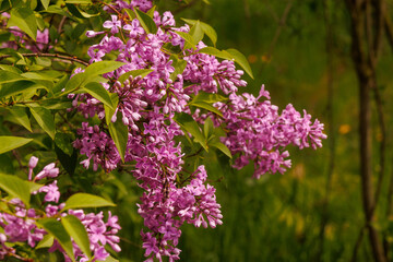 Obraz premium Close up of blooming lilac flowers with fresh green leaves in warm spring sunlight