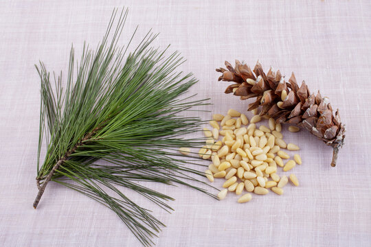잣,솔잎,솔방울