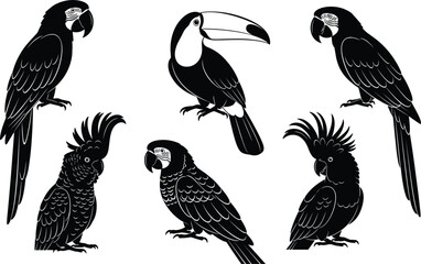 Tropical Bird Silhouette Set with Exotic Macaw Parrot Toucan and Cockatoo Icons for Jungle Wildlife Zoo and Nature Graphic Design Elements Vector Illustration © Nayem