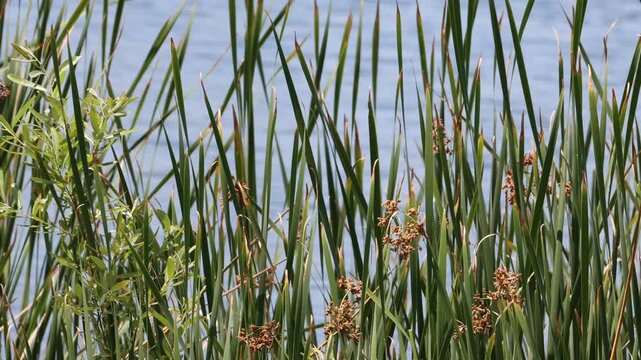 Amazing native plants in the genus Schoenoplectus, Typha, and Salix are often dominant in the few remaining natural permanently moist riparian shorelines of Coastal Los Angeles County.