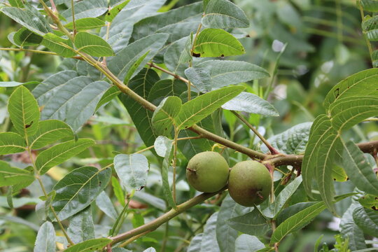Southern Black Walnut, Juglans Californica, a beautiful native monoecious arborescent shrub displaying immature globose husked indehiscent nut fruit during early Summer in Coastal Los Angeles County.