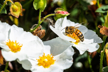 Close up of a Western Honey bee collecting pollen from a white and yellow rockrose in Wiltshire, UK © Nigel