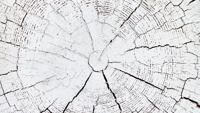 White painted wooden log cross section texture