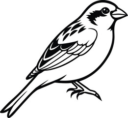 Fototapeta premium Sparrow Bird Standing on One Leg in Black and White Vector Illustration Isolated on White
