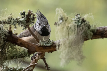 A crested tit perches on a lichen-covered branch, its distinctive crest raised, looking intently at the camera. © John