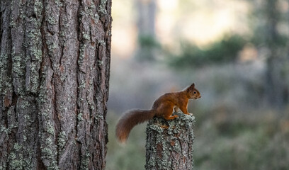 Obraz premium A red squirrel perches on a moss-covered tree stump in a forest, looking alert.
