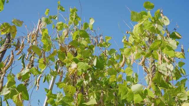 Green bean pods ripening on vines against blue sky, Concept of farming, autumn harvest, organic farming and home vegetables.