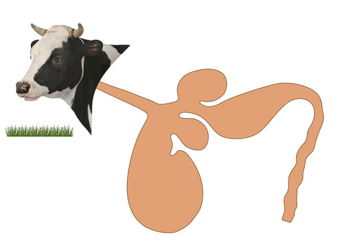 Ruminant Stomach Anatomy Diagram of a Cow