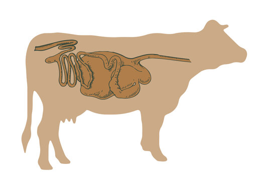 Ruminant Stomach Anatomy Diagram of a Cow