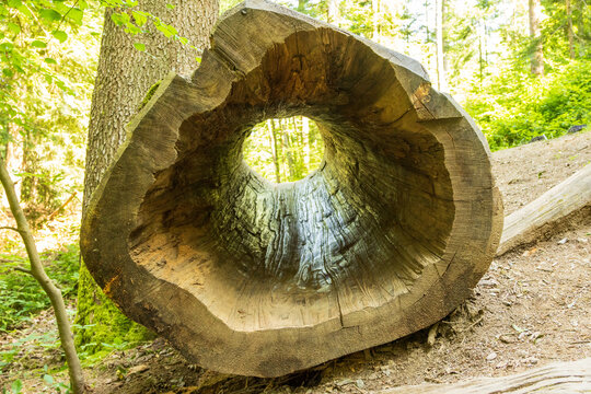 Blick in die Holzr&ouml;hre