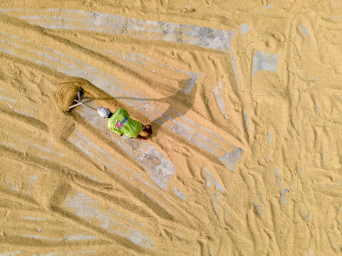 21 May 2026: Aerial view of a worker raking and spreading golden rice grains on a concrete surface to dry under the sun, creating textured patterns.