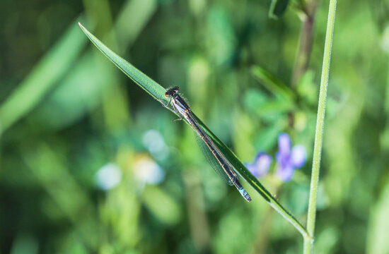 Beautiful Blue Damselfly Resting on Leaf &ndash; Vibrant Macro Insect Close Up