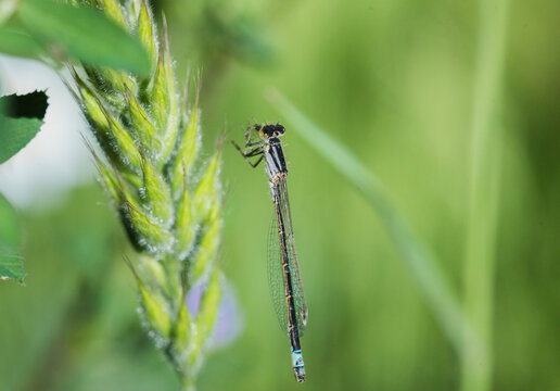 Close Up of Colorful Damselfly &ndash; Premium Nature Photography