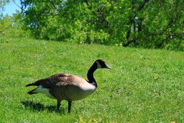 Fototapeta premium Canada Goose Standing on Lush Green Meadow in Spring