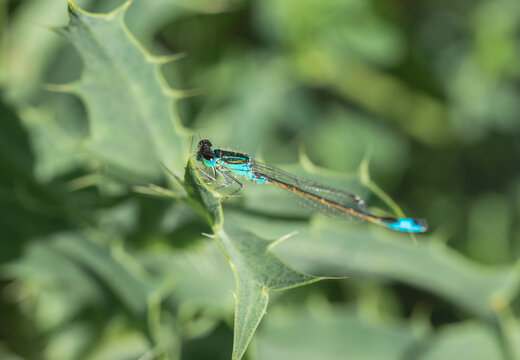 Ultra Sharp Damselfly Close Up &ndash; Stunning Colorful Insect in Nature
