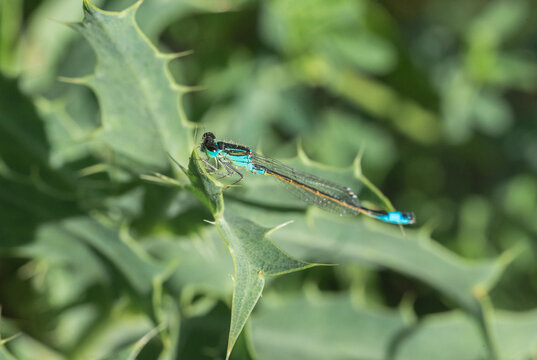 Macro Portrait of Vibrant Damselfly Resting on Green Plant