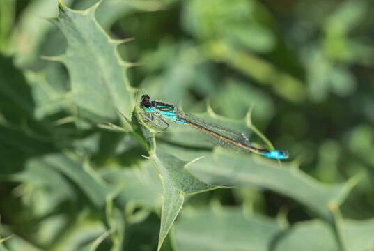 Spectacular Colorful Damselfly Macro &ndash; Ultra Detailed Wildlife Nature Photography