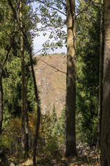 Fototapeta premium Mountain vista through framed coniferous and deciduous trees