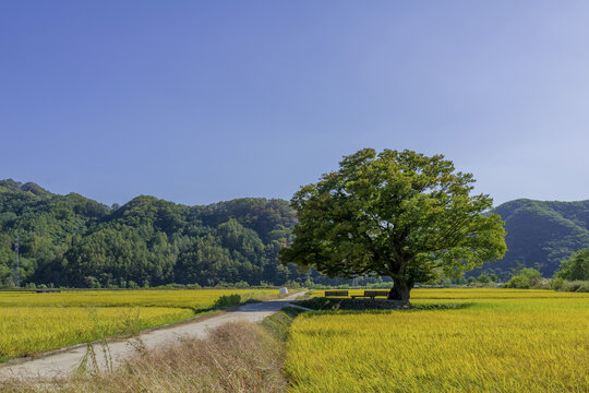 벼,원정리느티나무,보은군,충북