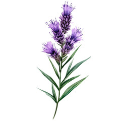 Fototapeta premium Liatris Branch, watercolor artwork with bold brush accents and dynamic composition, isolated on a white background.