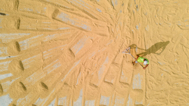 Aerial view of a farmer spreading golden rice grains with a rake to dry in the sun Baturaden, Central Java, Indonesia.