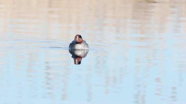 Male eurasian teal duck swimming in a calm lake at Las Tablas de Daimiel National Park in Spain creating a perfect reflection