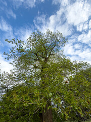 Fototapeta premium Majestic green tree reaching skyward landscape