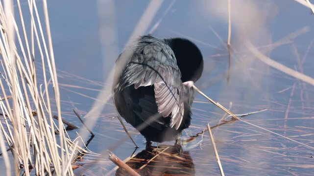 Eurasian coot preening its black feathers while standing in the calm water of a lake in Las Tablas de Daimiel, Spain