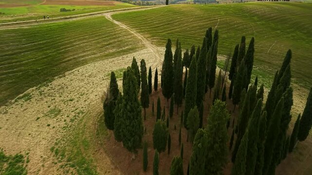 Aerial drone view of famous Val d'Orcia cypress trees circle in Tuscany Italy. 4k video flying over iconic grove ring on green rolling hills. Beautiful scenic countryside road landscape.