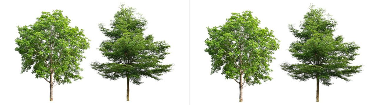 Collection of four diverse green trees with lush foliage and sturdy trunks, showcasing different shapes, isolated on transparent background