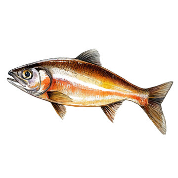 Kippers, watercolor painting capturing graceful lines and soft blended shades, isolated on a white background.