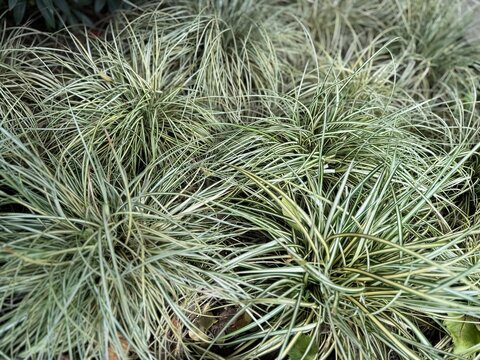 Carex oshimensis Evergold variegated Japanese sedge grass. Ornamental evergreen perennial plant with green and cream striped foliage in a garden. Close-up outdoor natural texture photography.
