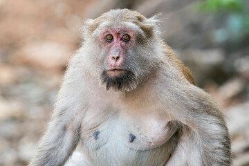 Obraz premium A close-up of an old Assamese Macaque in Thailand, Asia.