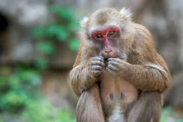 Obraz premium One Assamese Macaque bites its nails in Thailand, Asia.