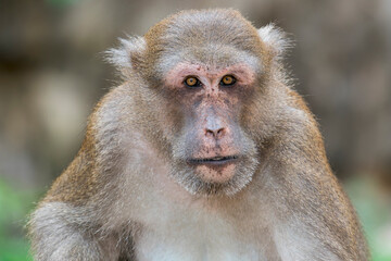 Obraz premium A close-up of an old Assamese Macaque in Thailand, Asia.